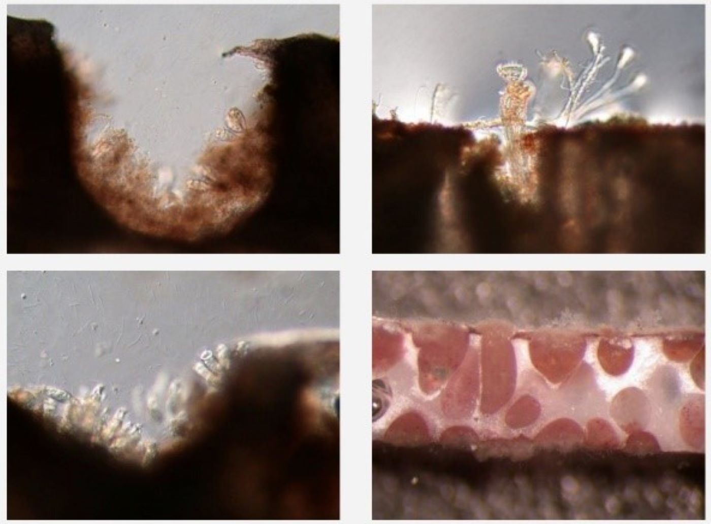 Ammoniakstikstof microbiële drager - 1-1